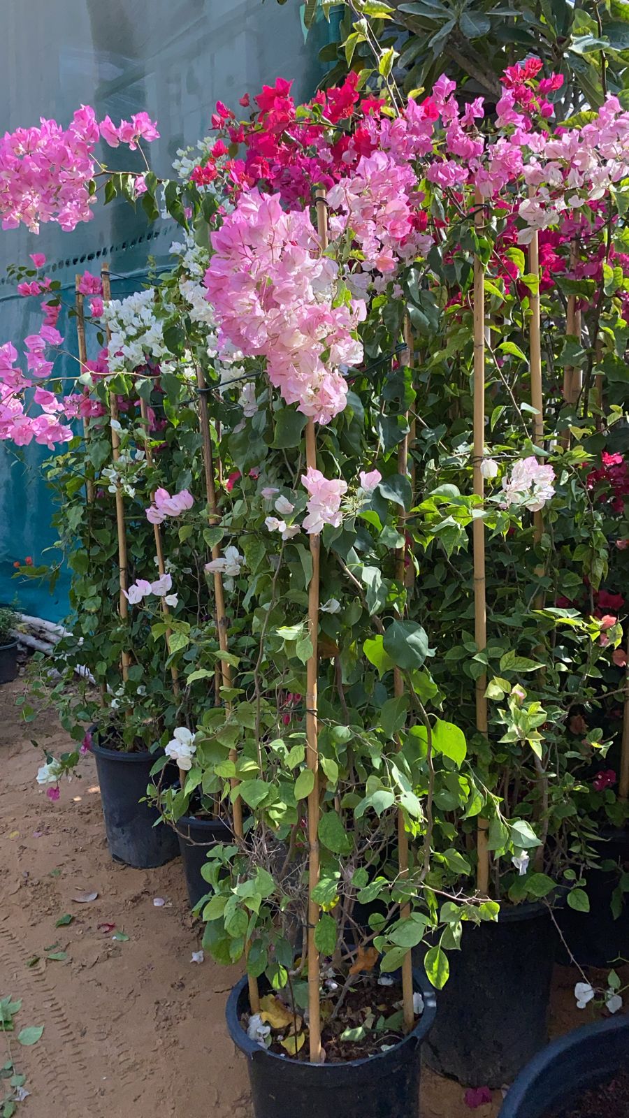 Bougainvillea Ball shape with multi color flowers