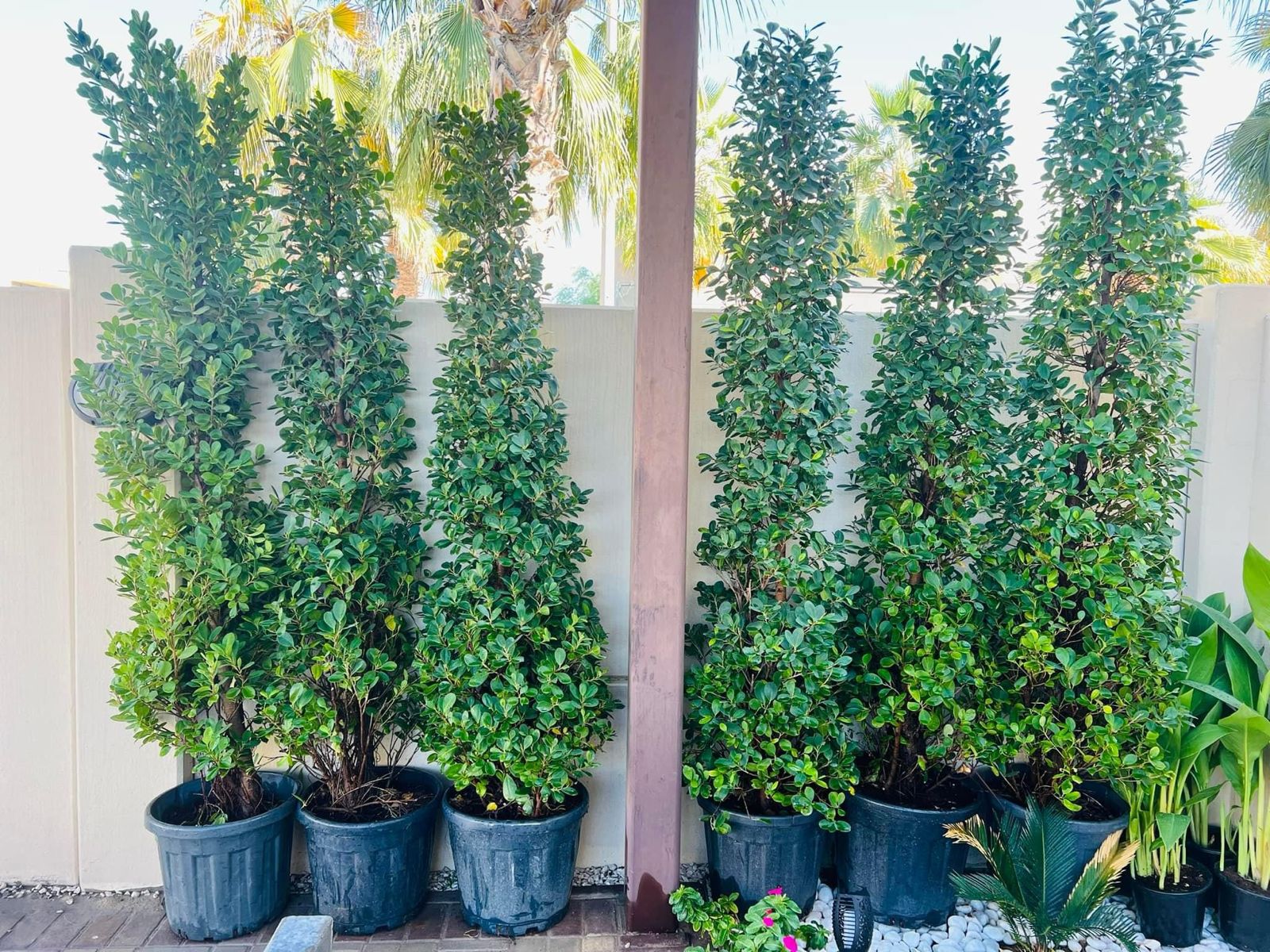 2 meter tall ficus plant