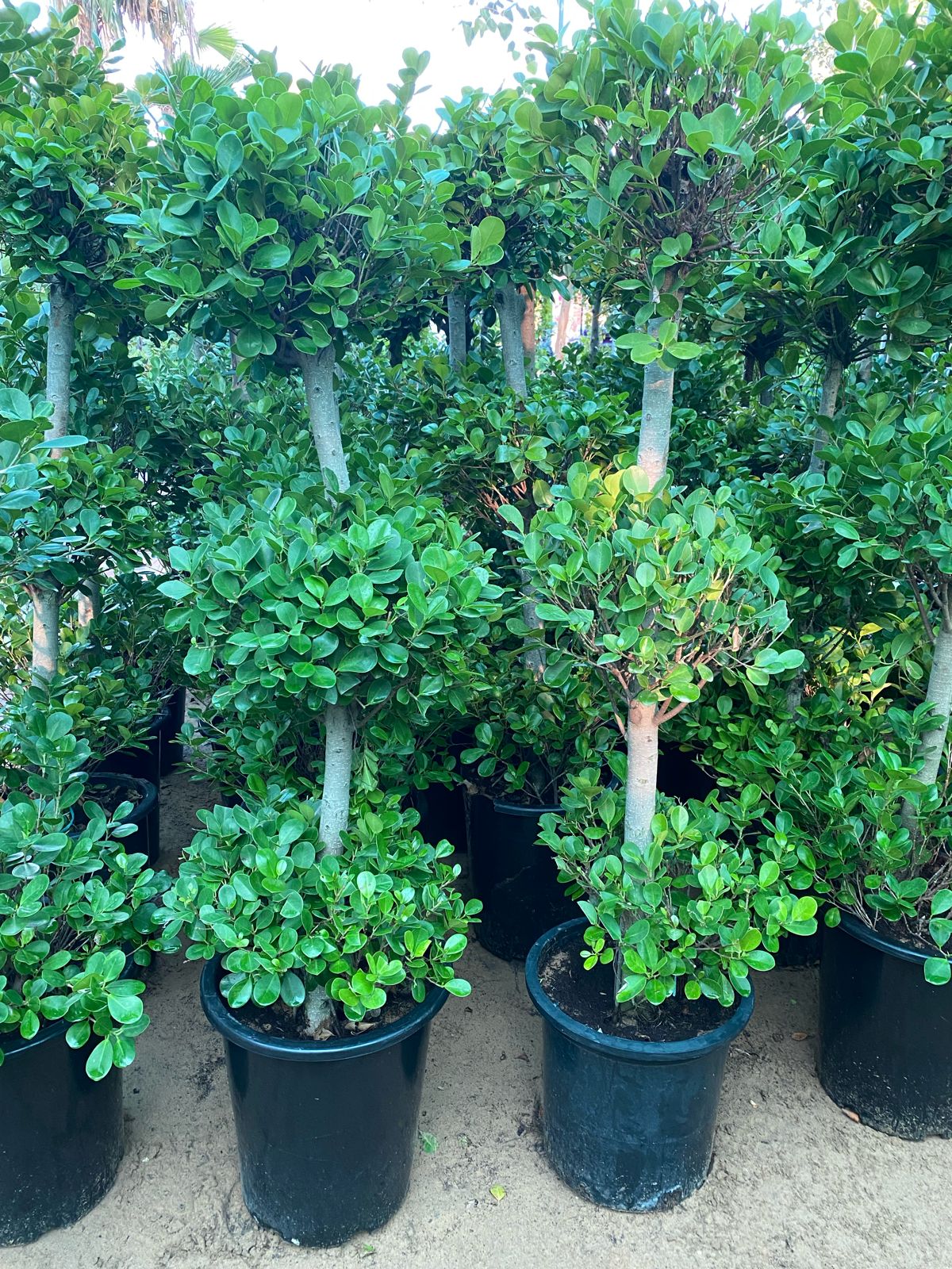 Ficus 3 step