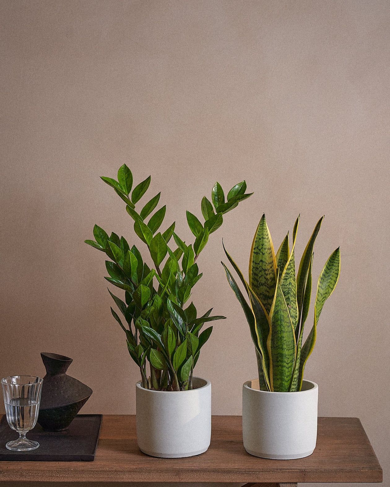Bundle of two room plants
