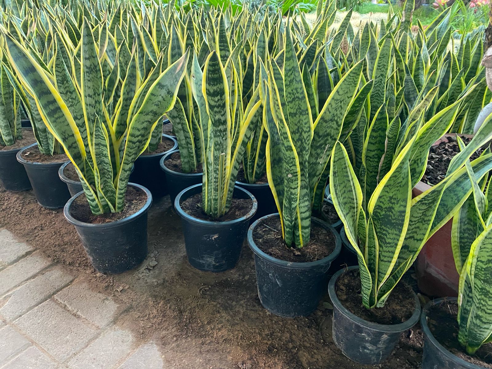 Snake plant 40cm tall
