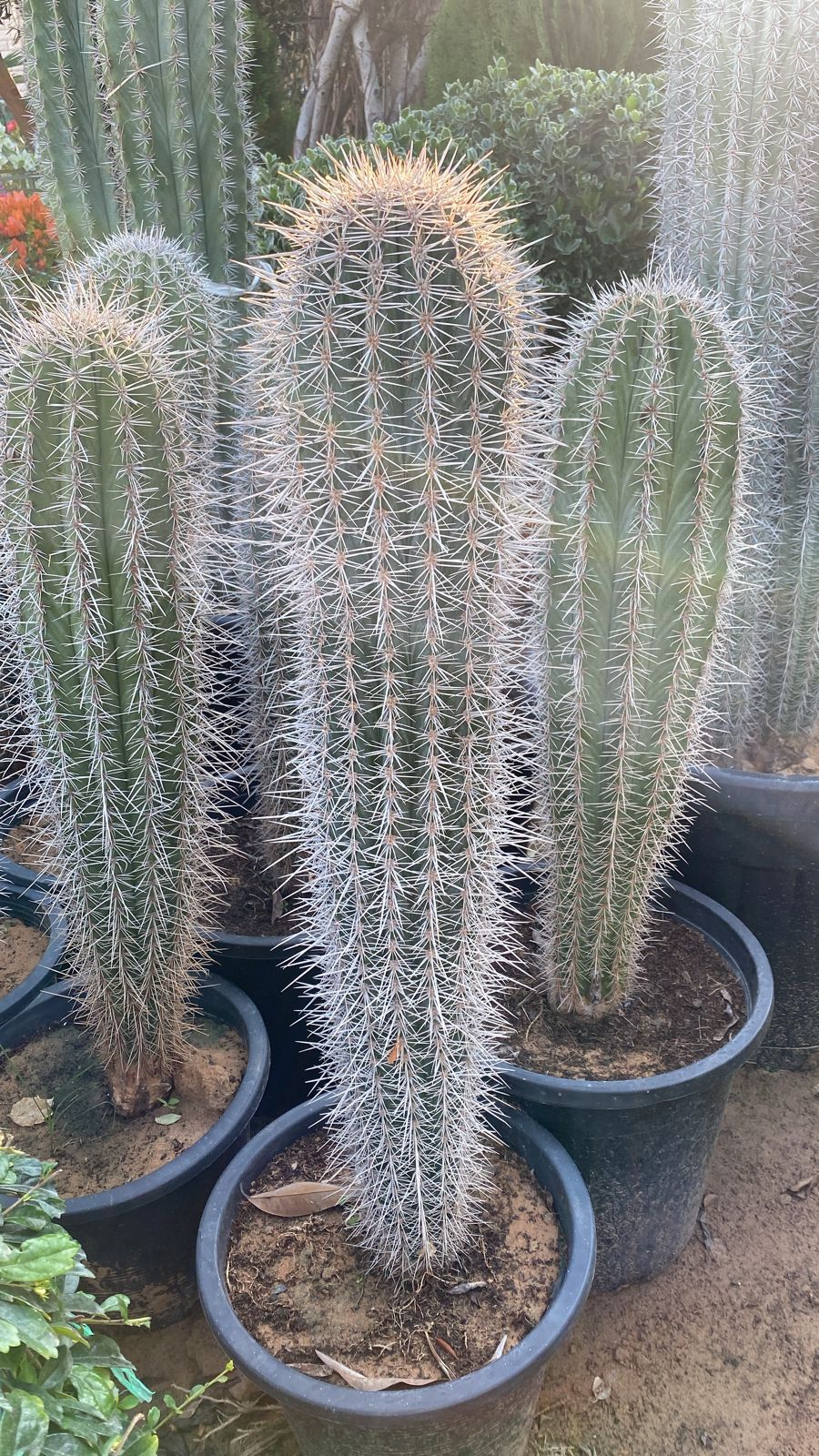 Cactus