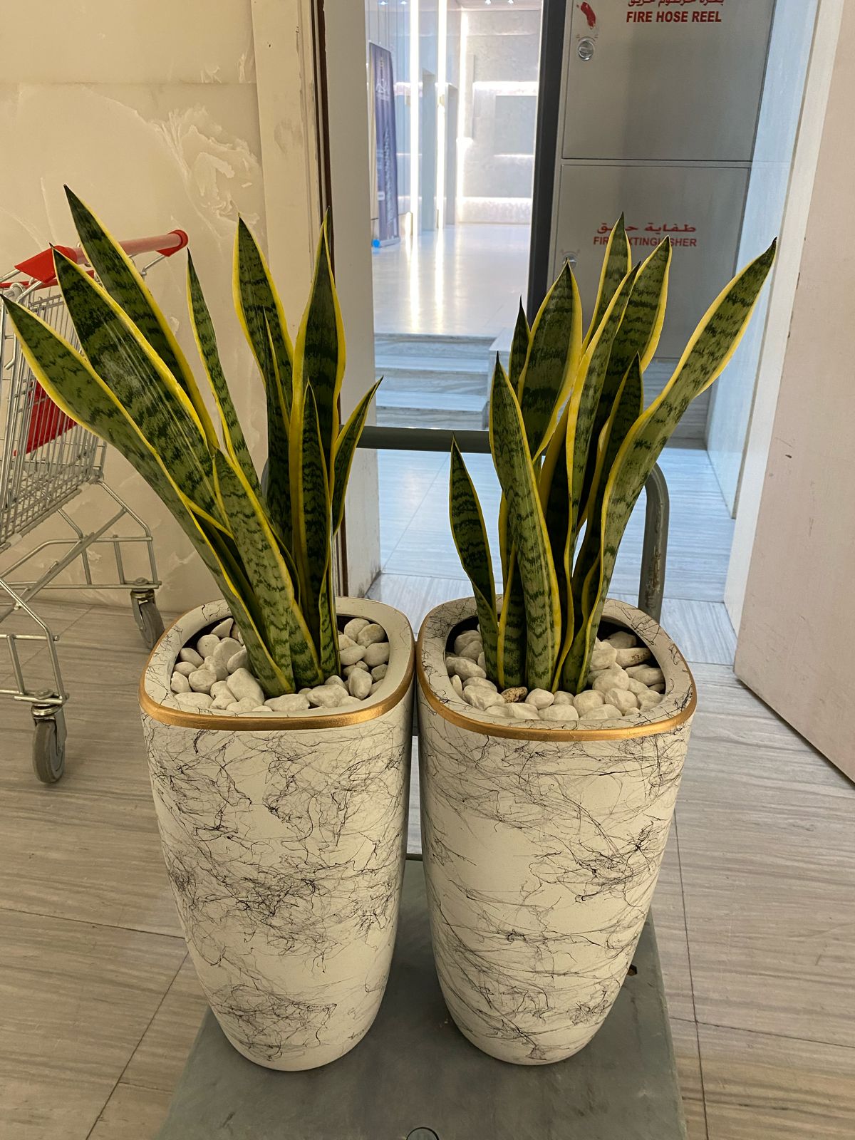 Bundle of snake plants with long ceramic pot