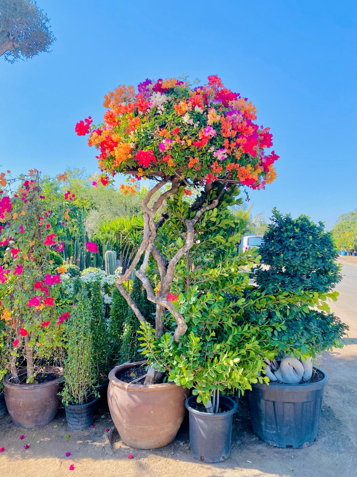 2 meter tall bougainvillea
