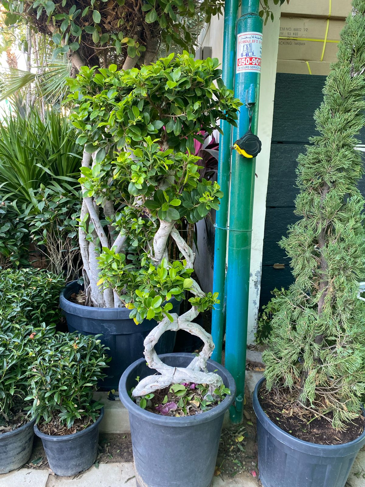 Cage ficus bonsai
