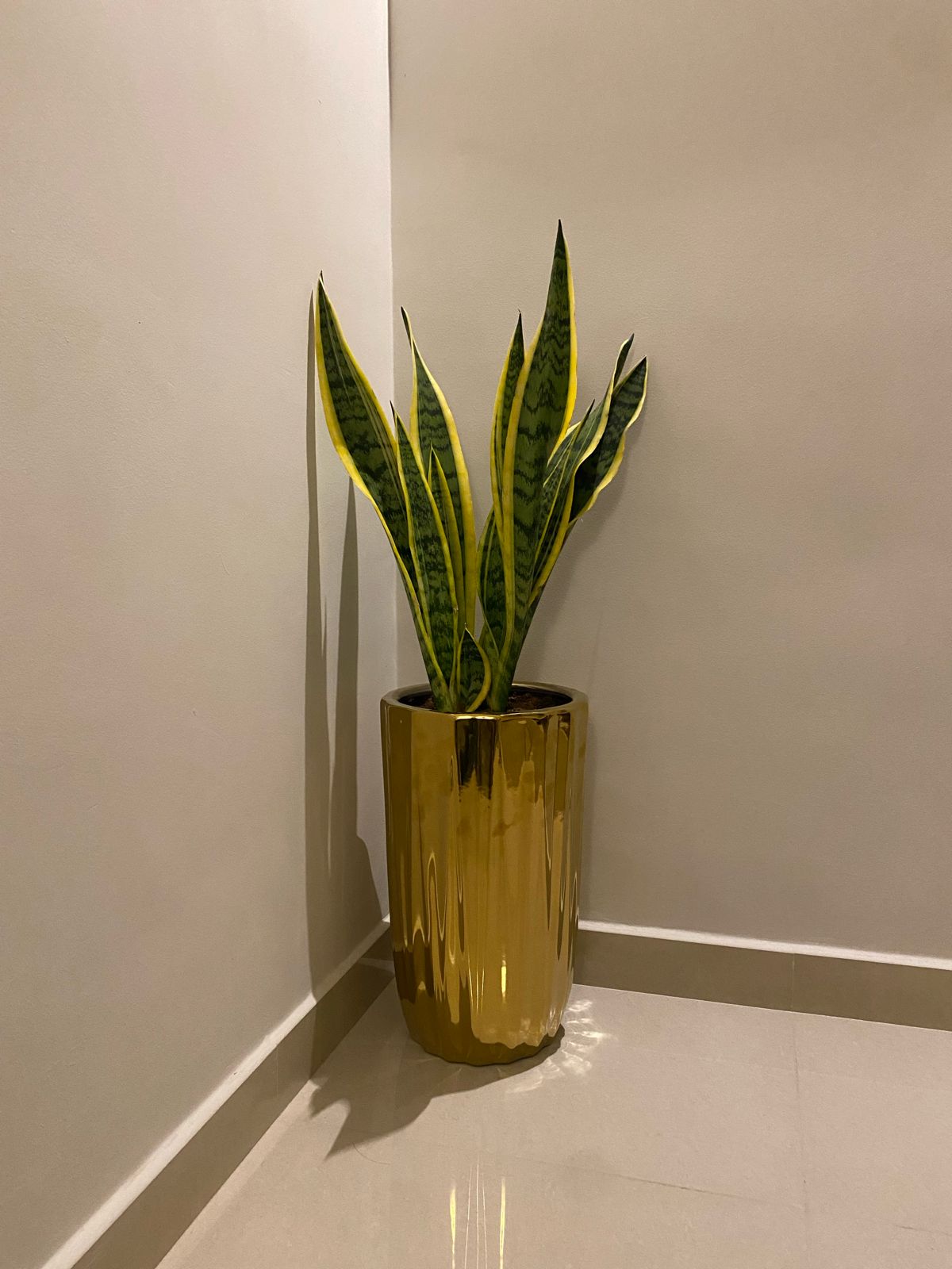 Snake plant in Golden pot