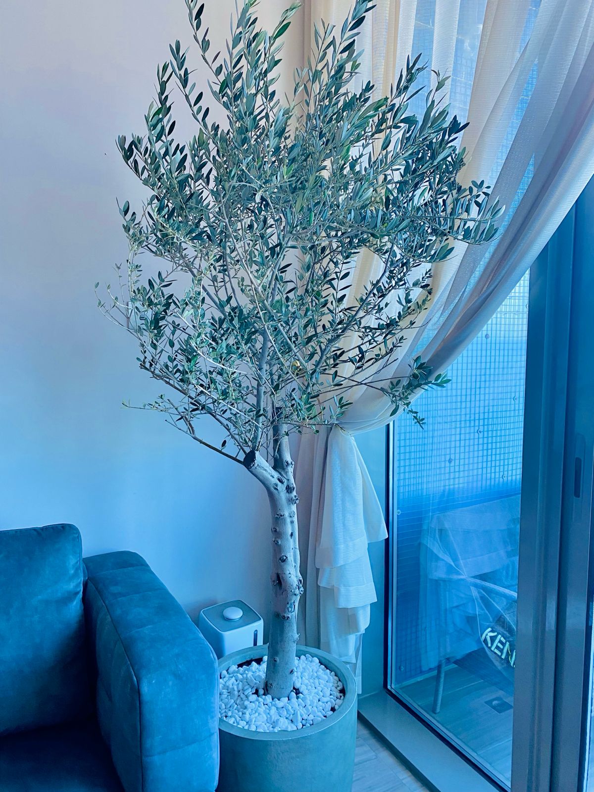 Olive tree with fiberclay pot