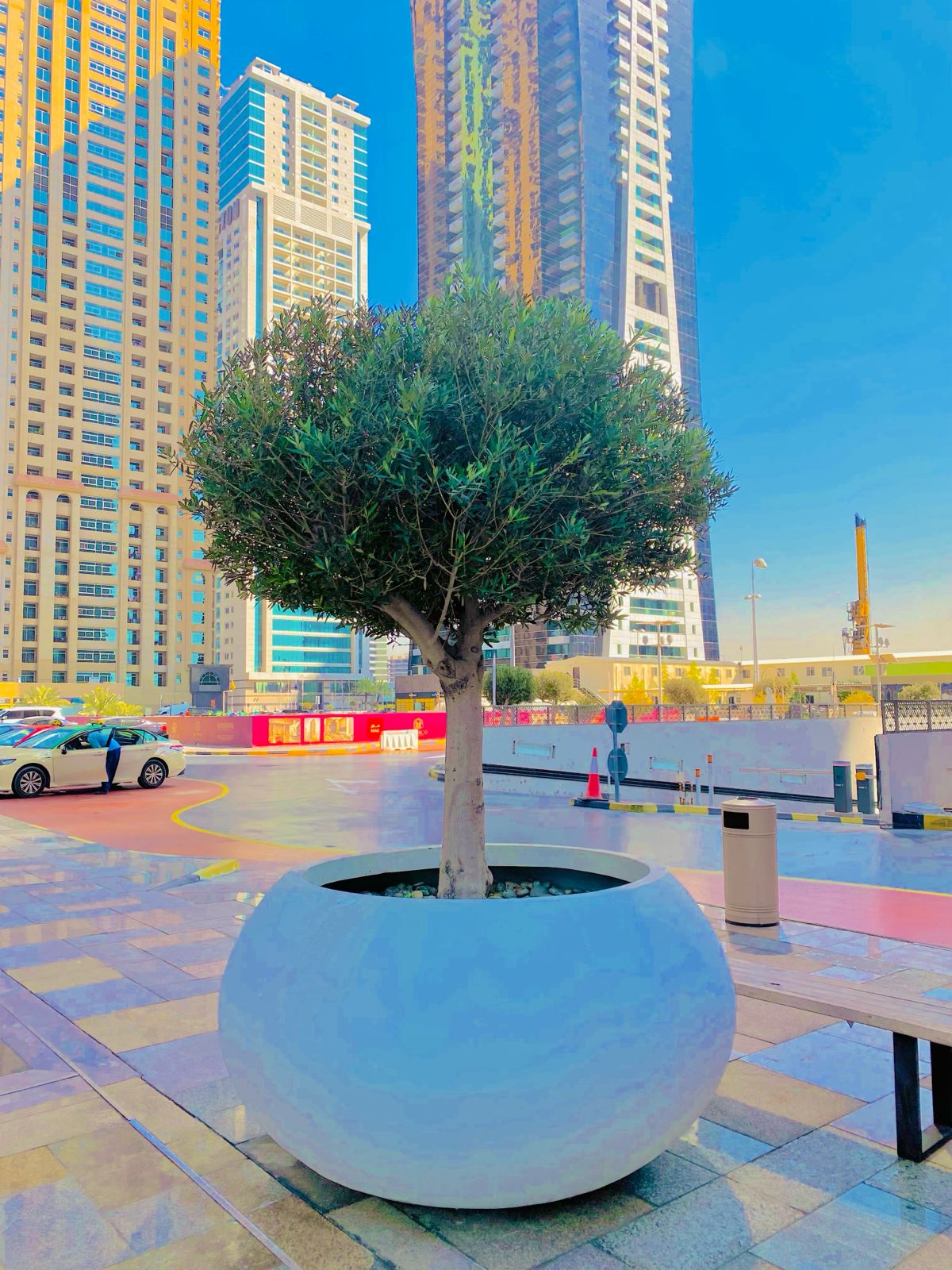 Olive tree with Big pot