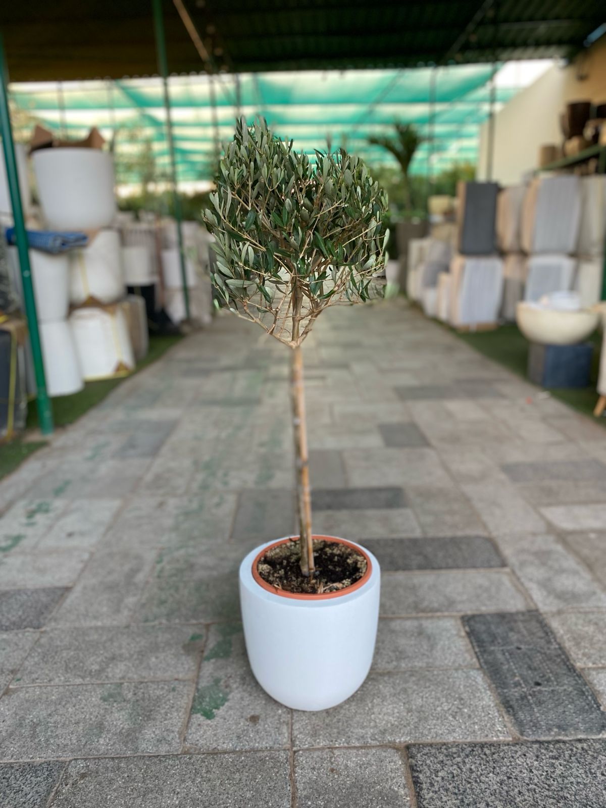 Indoor olive with fiberclay pot