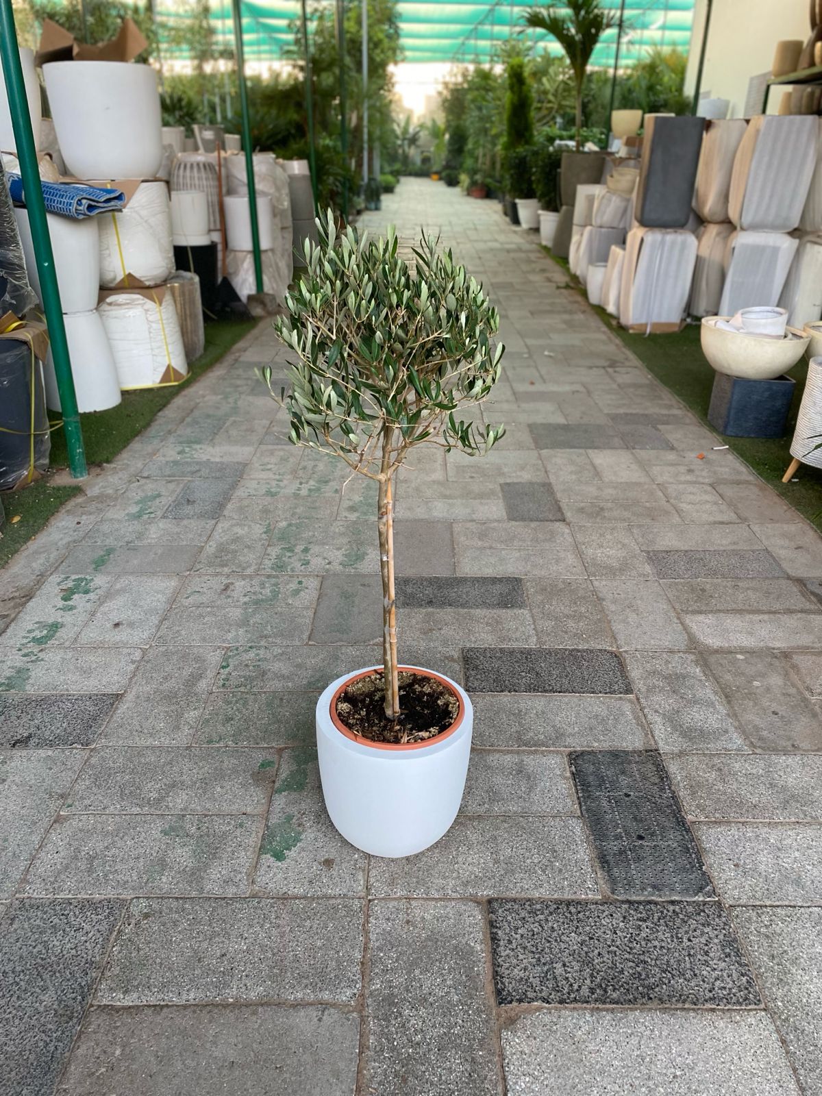 Indoor olive with fiberclay pot