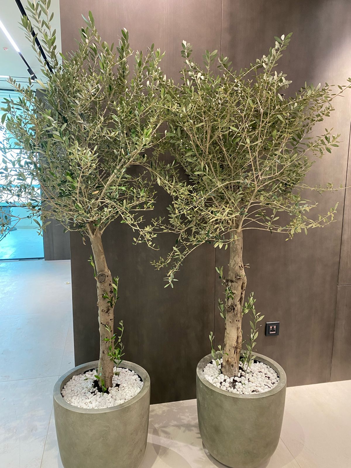 Bundle of 2 olive plants