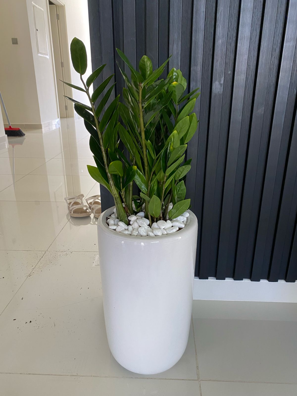 Zz plant with long white pot