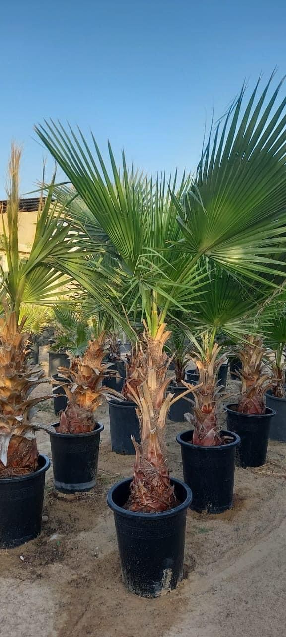 Washingtonia palm