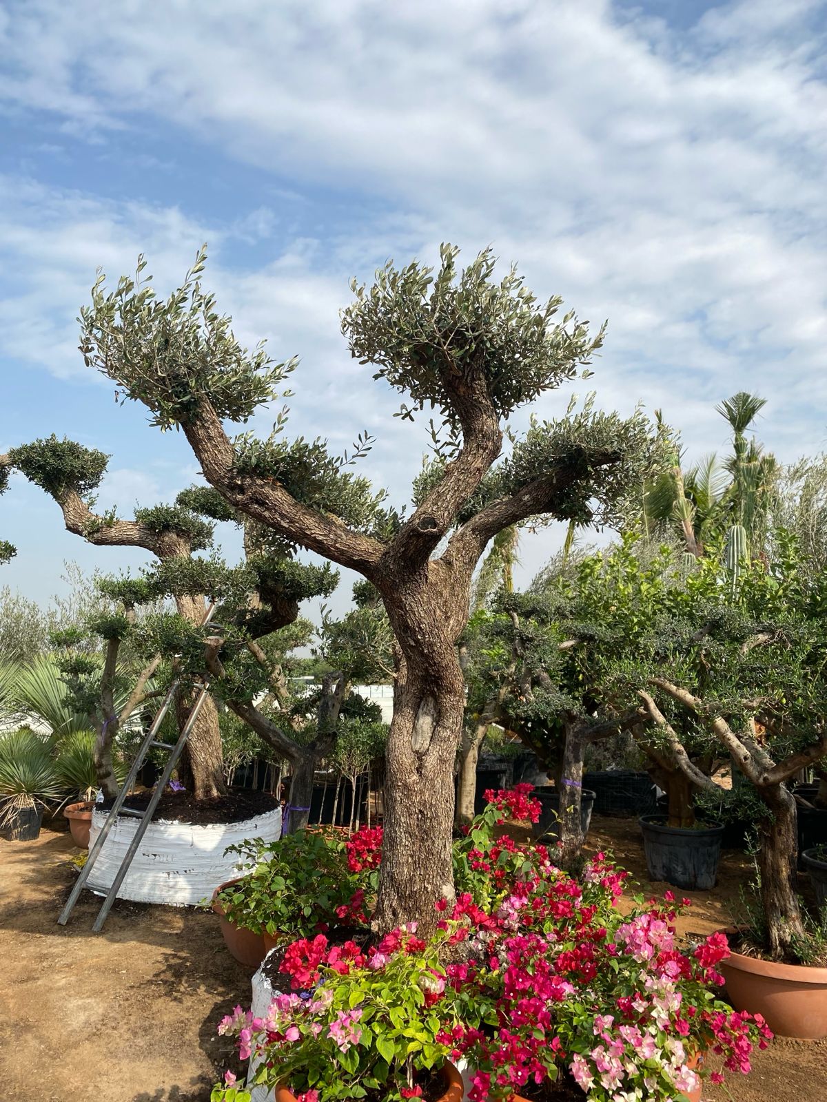 50year old Multi Head olive tree