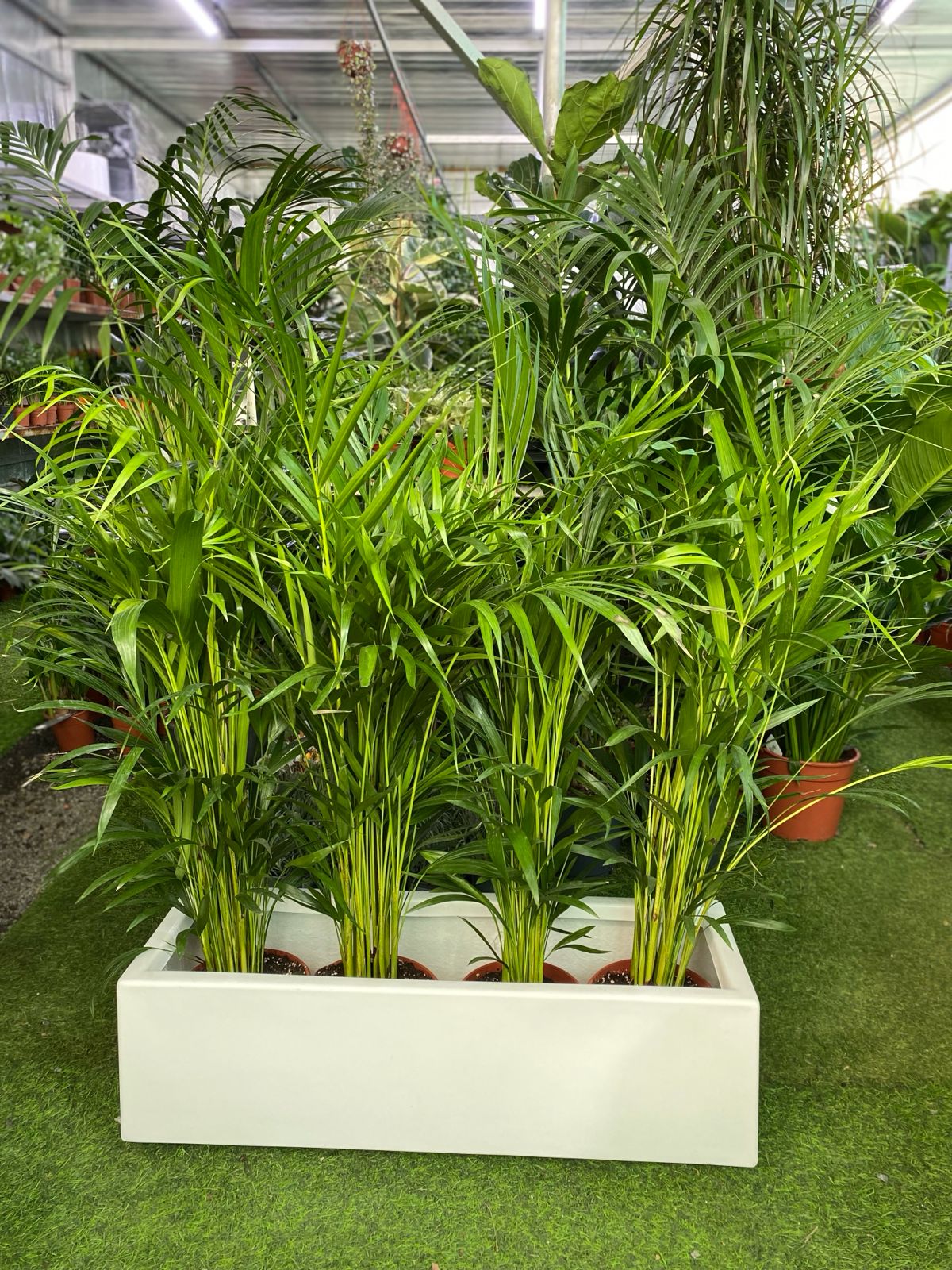 4 indoor Areeca palm in Fiberglass planter