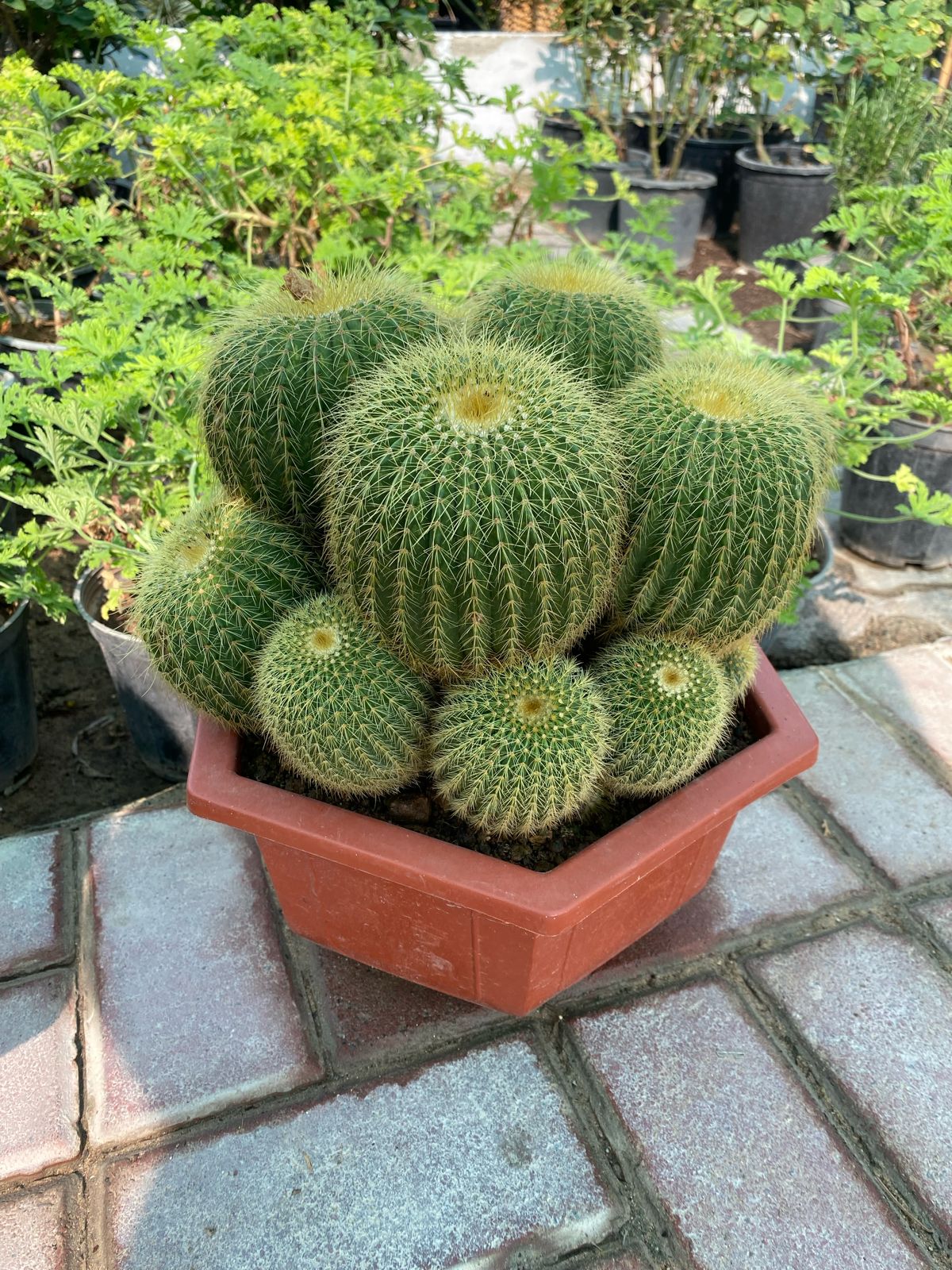 Multi head cactus