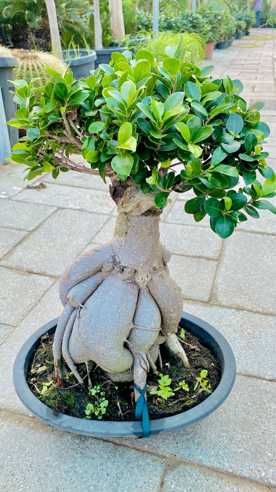 Bonsai