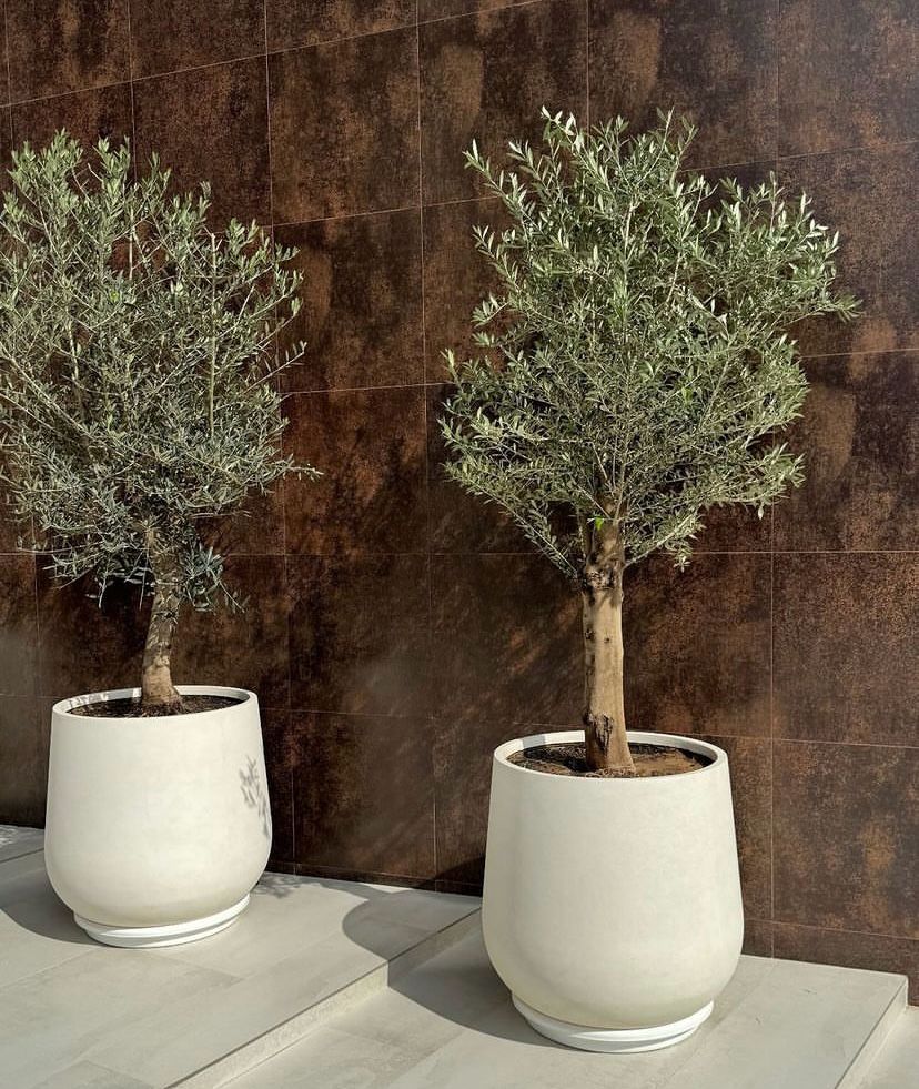 Olive with Big Fiberclay white pot