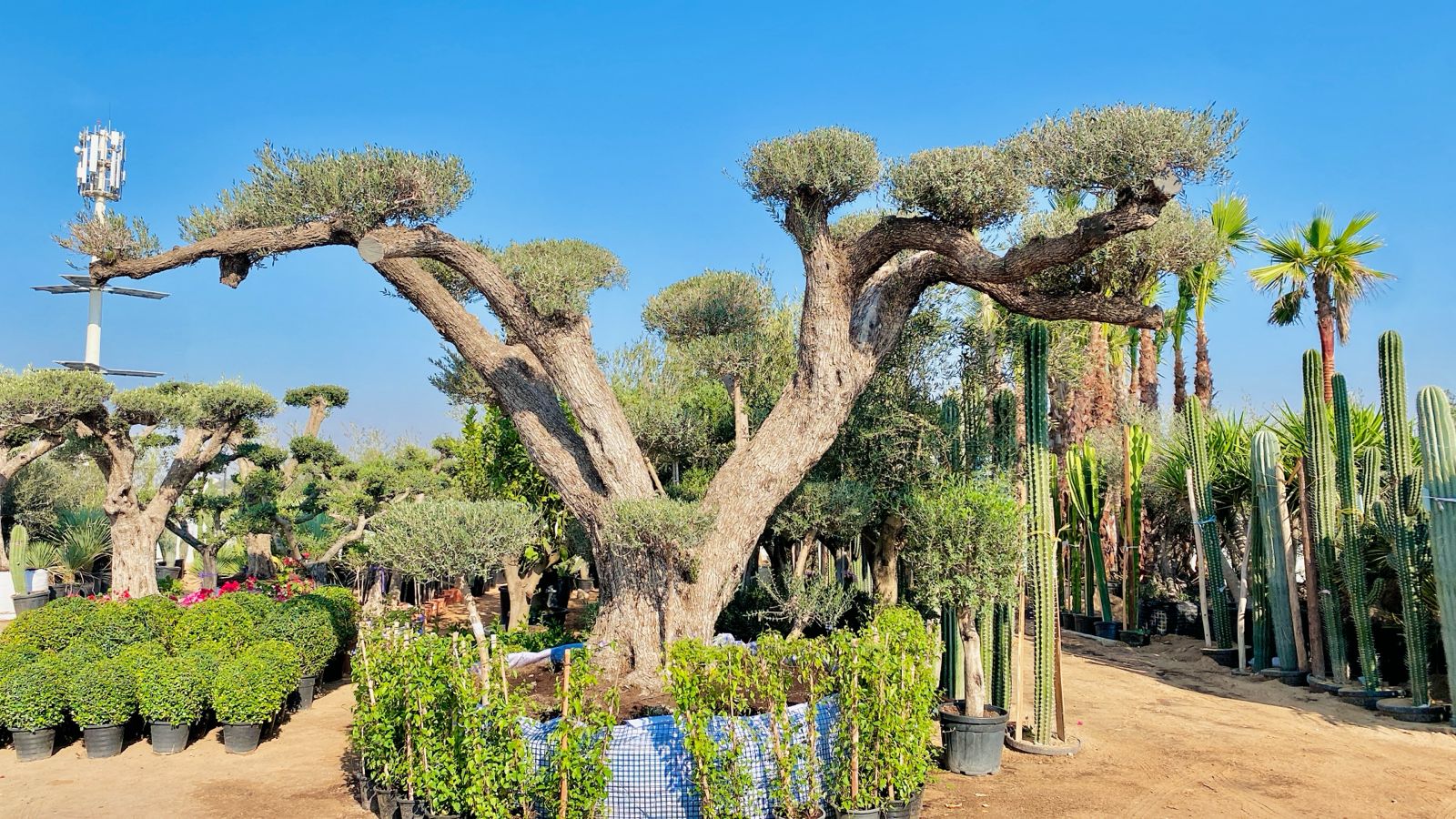 100 year old olive tree