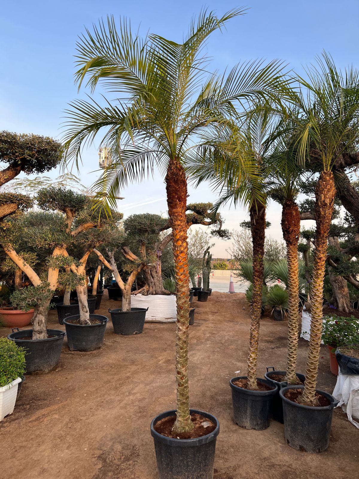 Phonex palm 2 meter tall