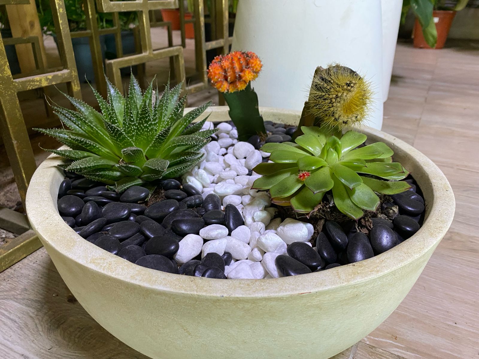 Mixed Succulents in Marble Pot - 20 cm