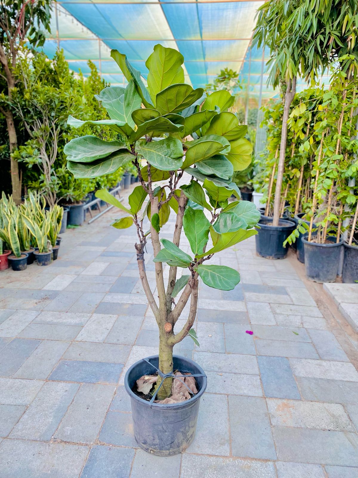 Multi Branches fiddle leaf