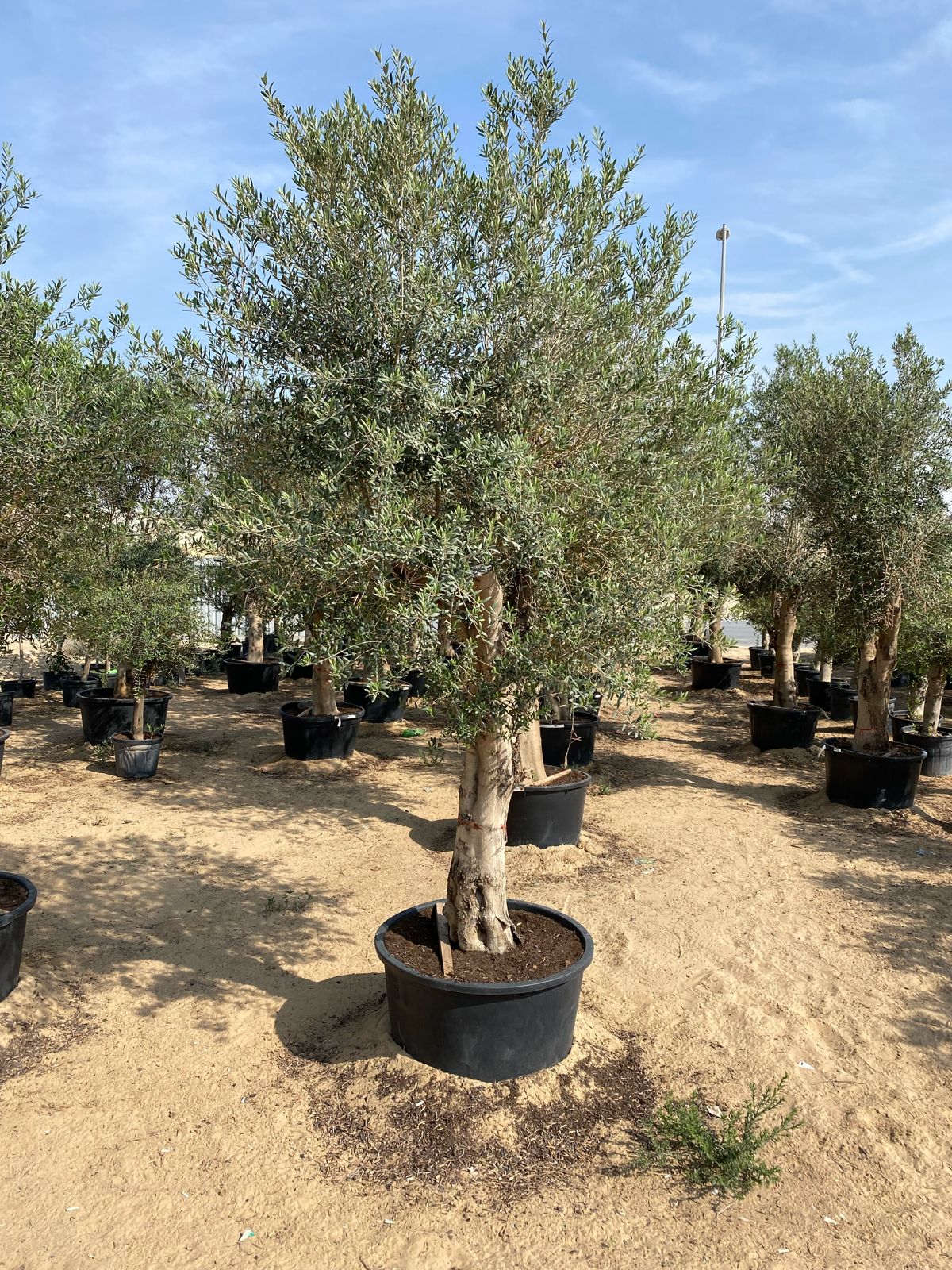 Olive tree