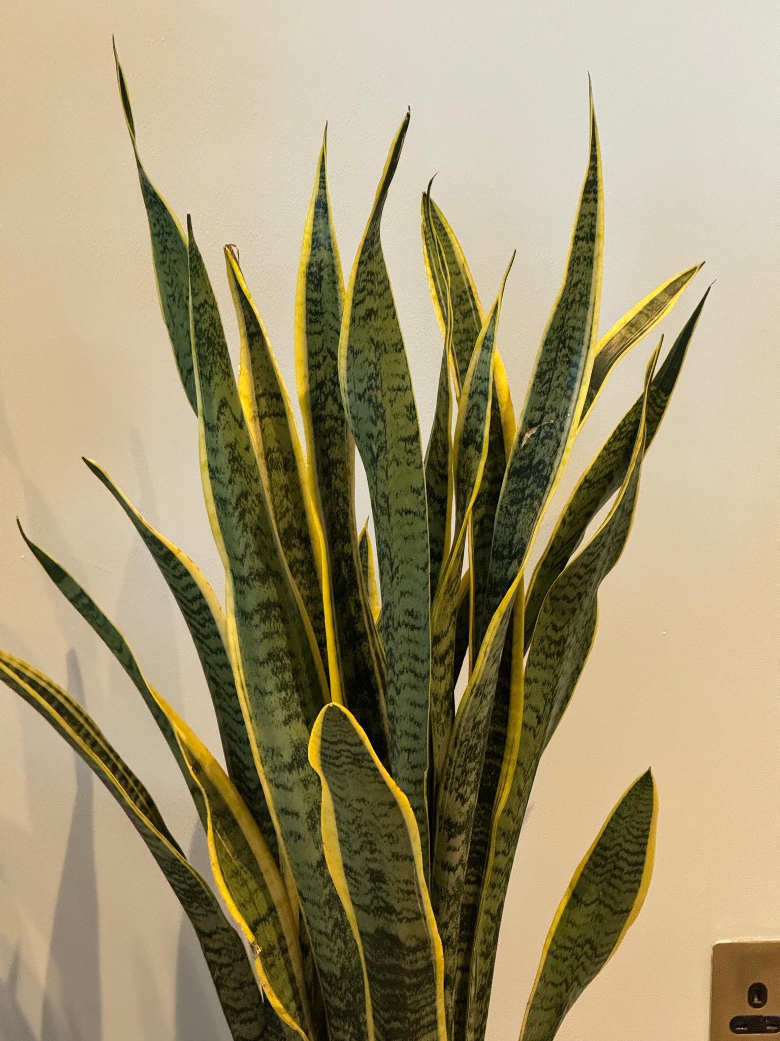 Snake plant