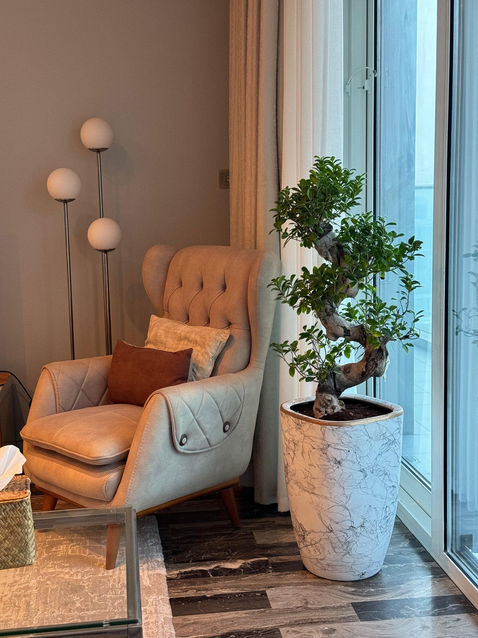 S shape bonsai