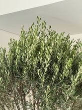 Olive tree