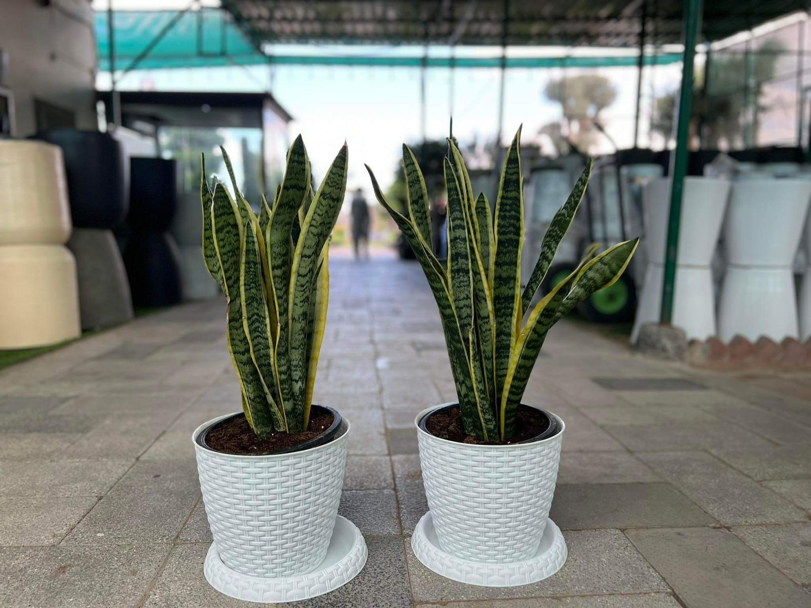 Bundle of 2 snake plants in plastic pot