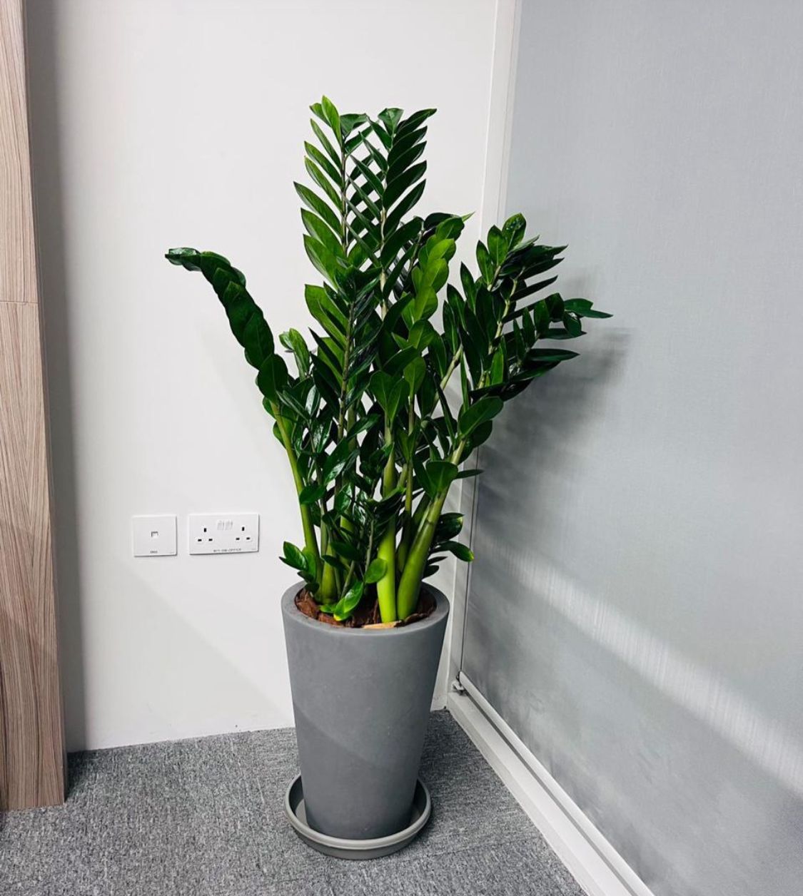 Zz plant