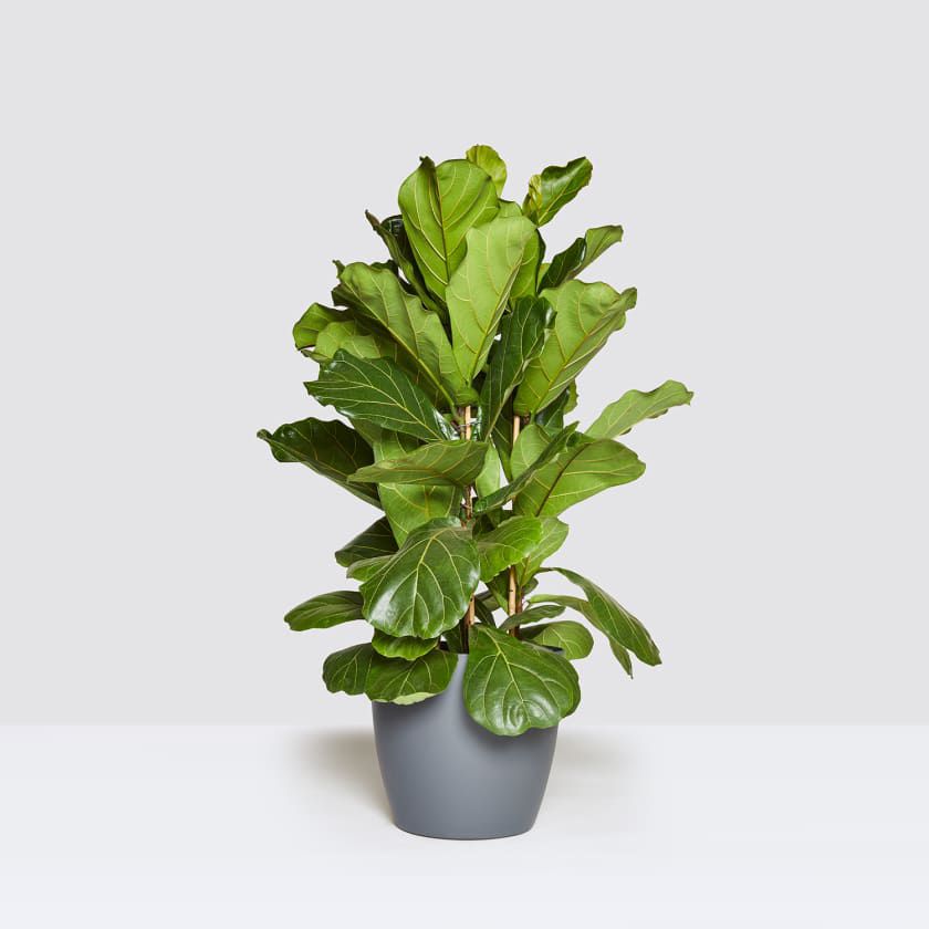 Fiddle leaf