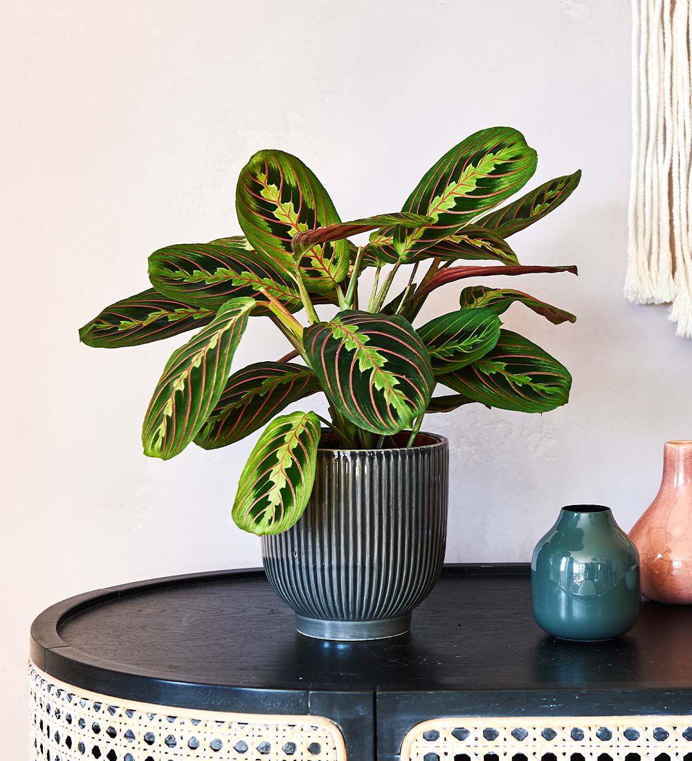 Prayer plant