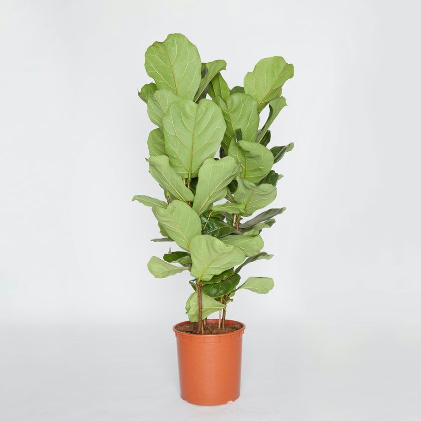 Fidle leaf fig