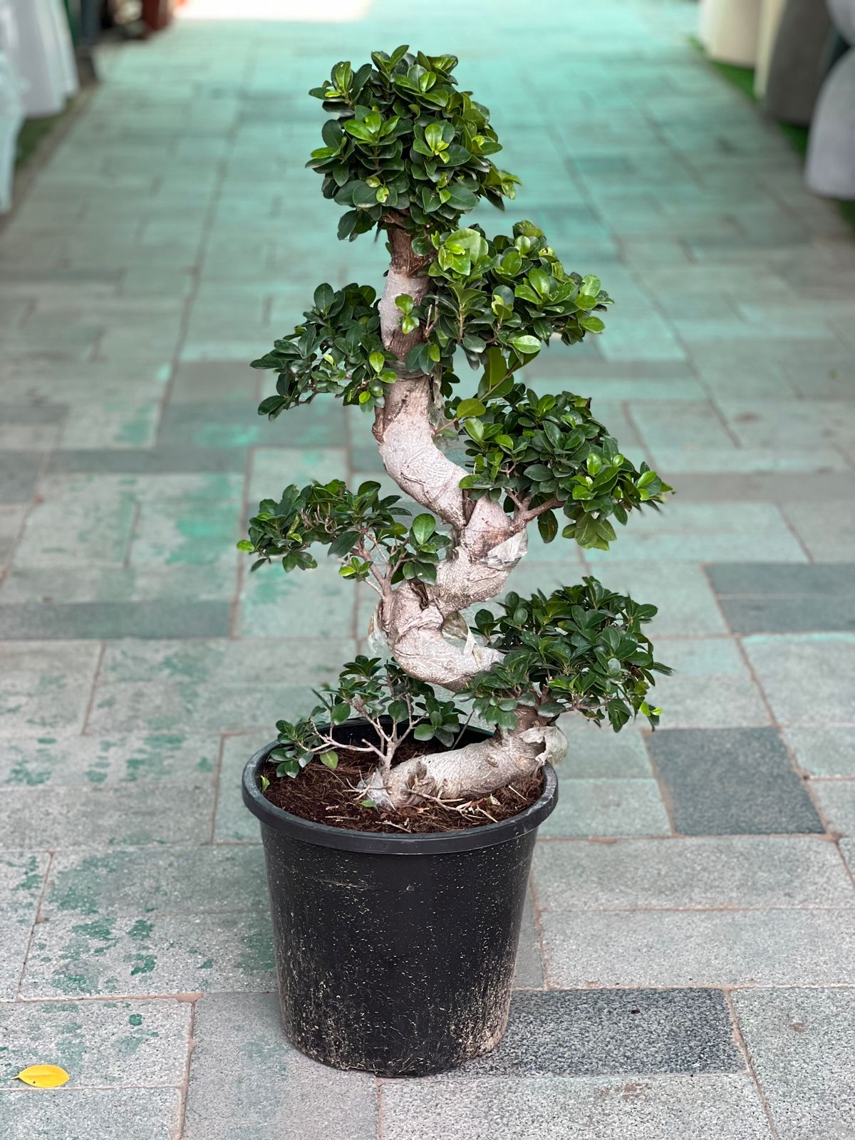 A shape bonsai plant