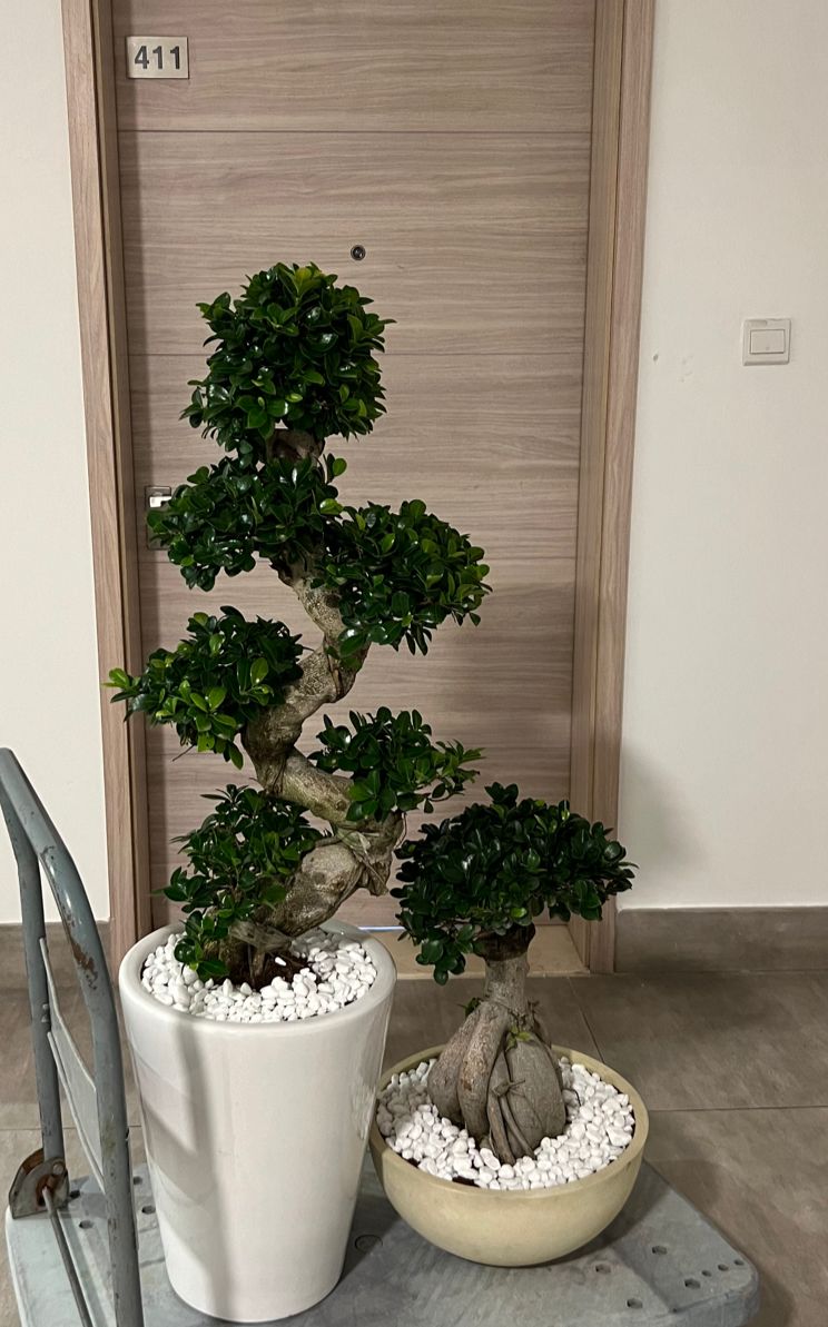 Bundle of two Bonsai plants