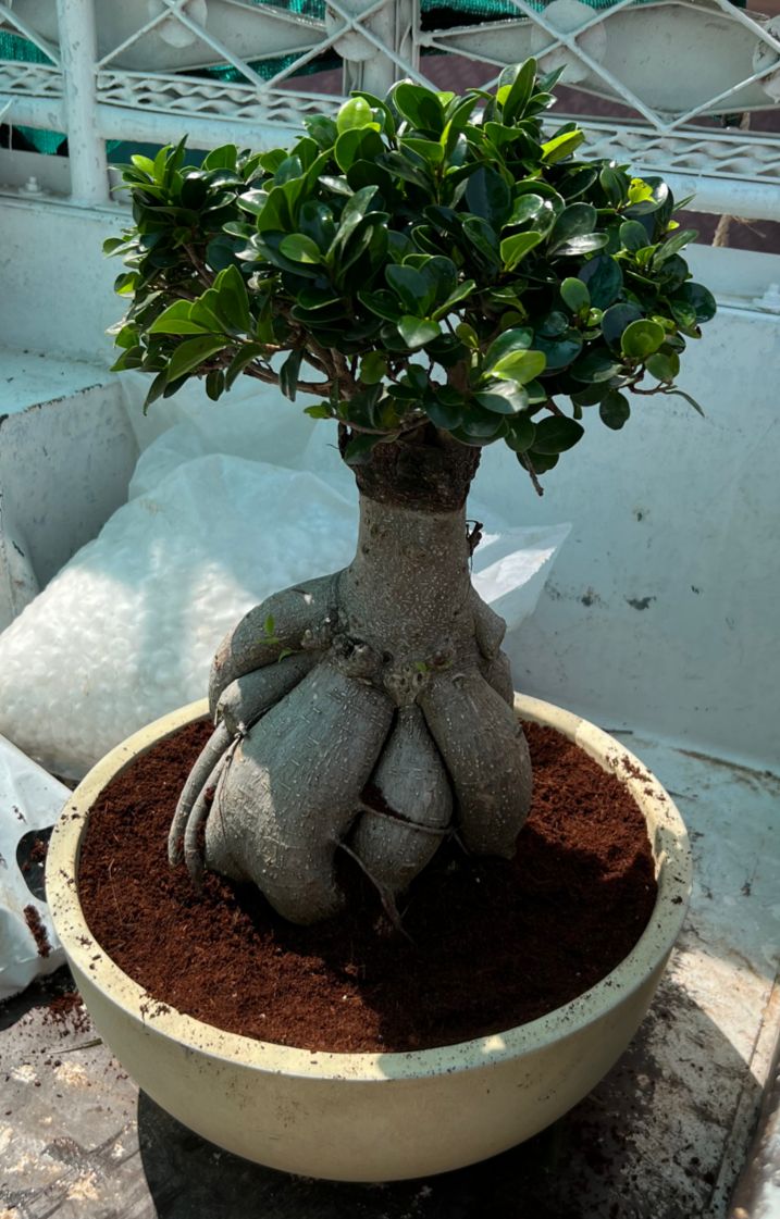 Table Bonsai