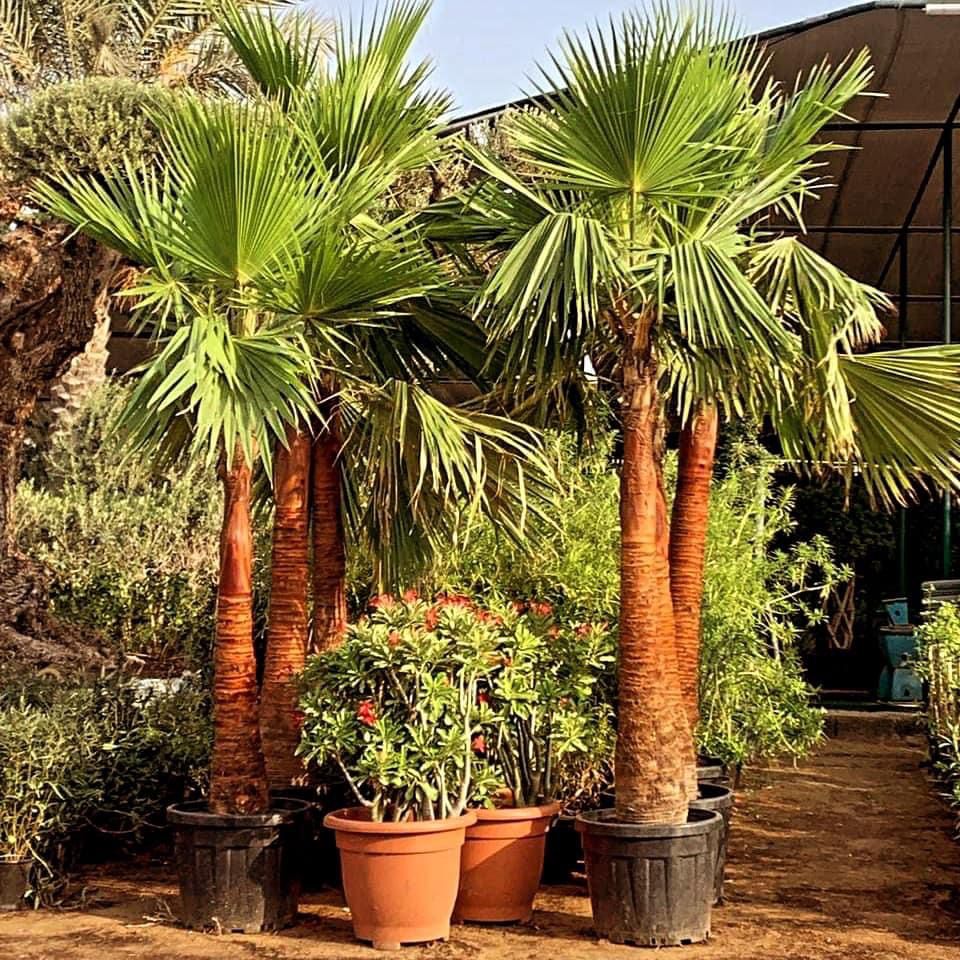 Washingtonia palm