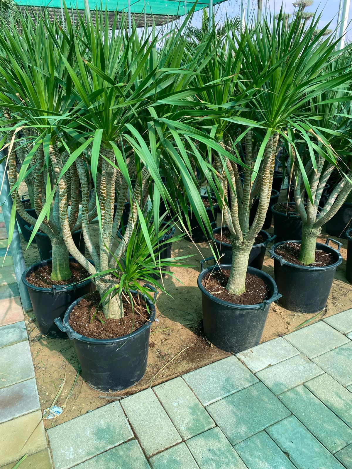 Multi head outdoor Draceana