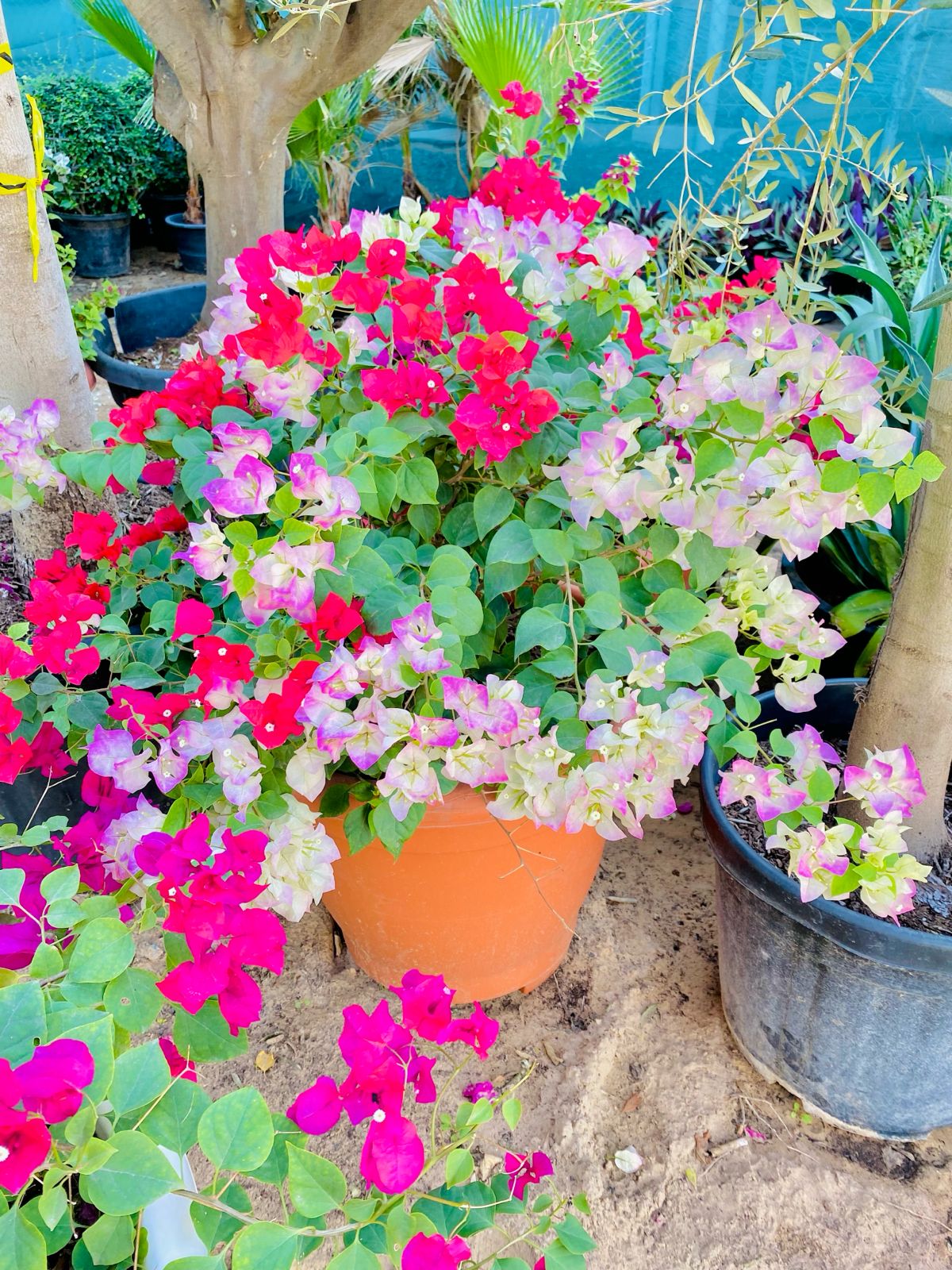 4 Different colours Bougainvillea