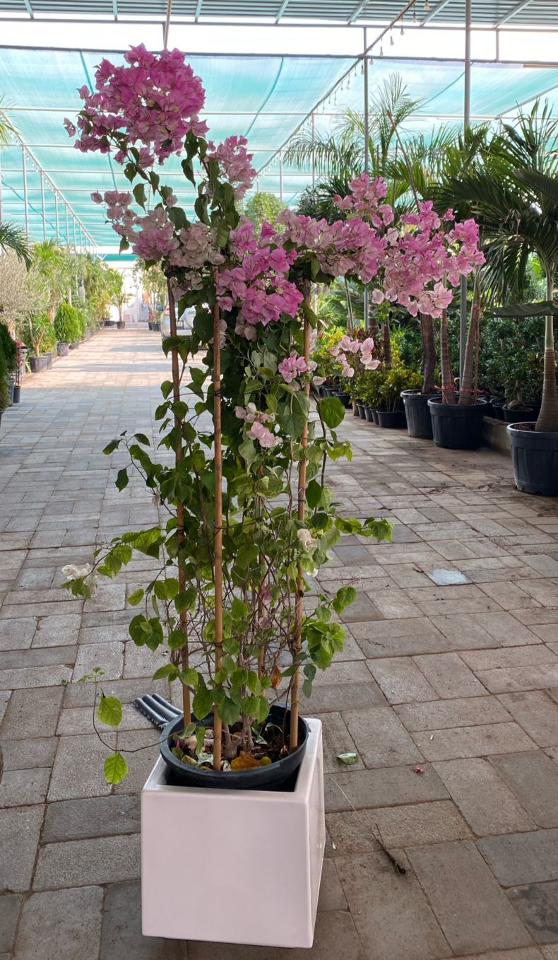 Tall flowers Bougainvillea multi colors with fiberglass pot