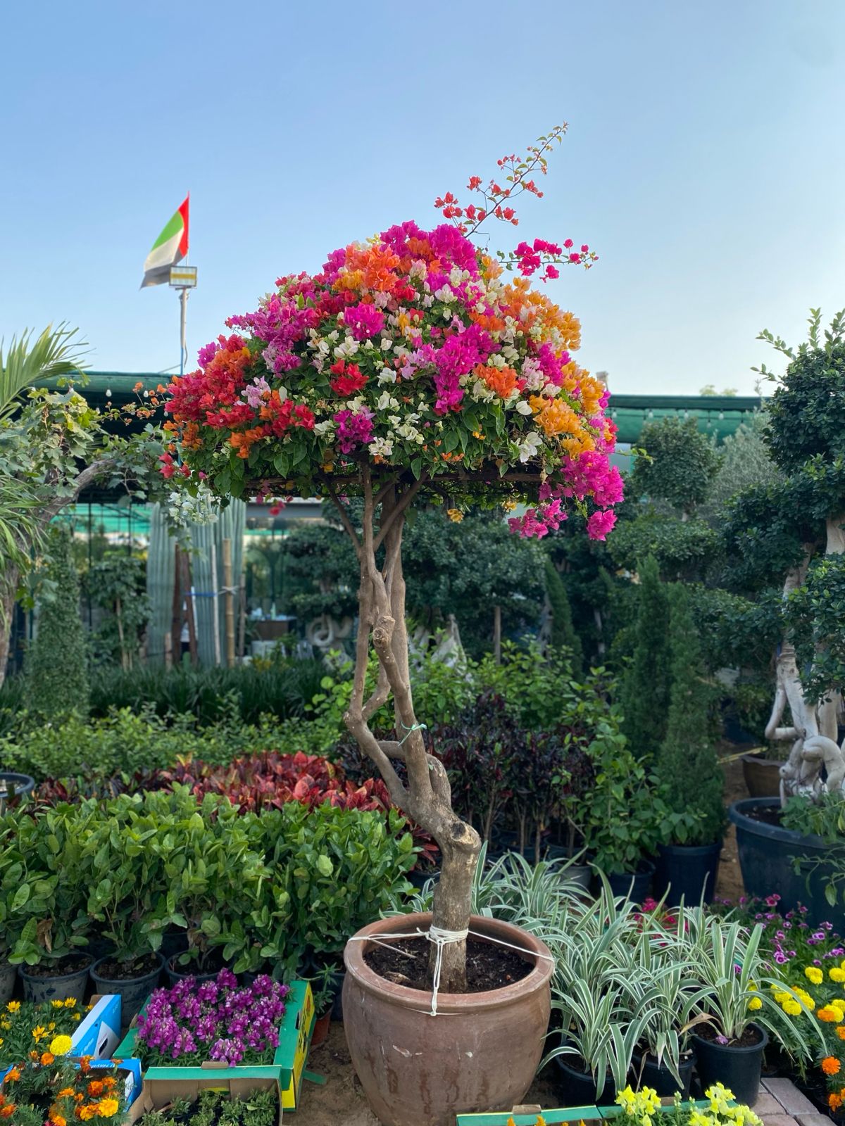 Umbrella Shape bougainvillea