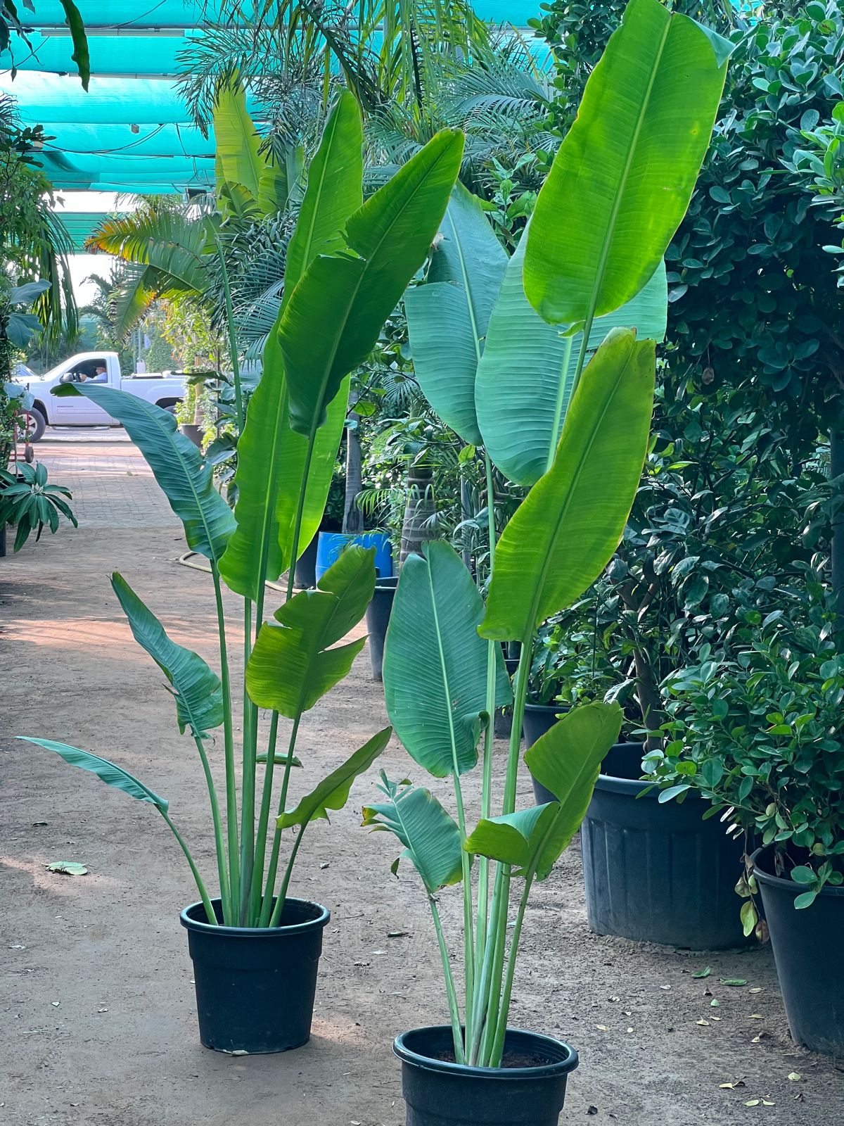Traveler palm XXL size