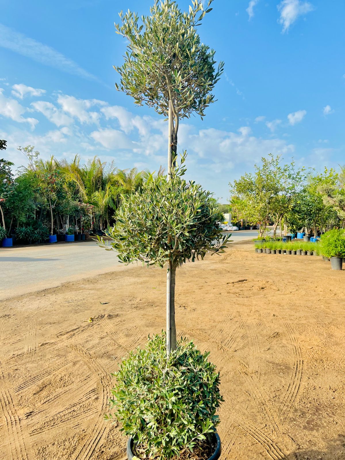 3 step olive tree