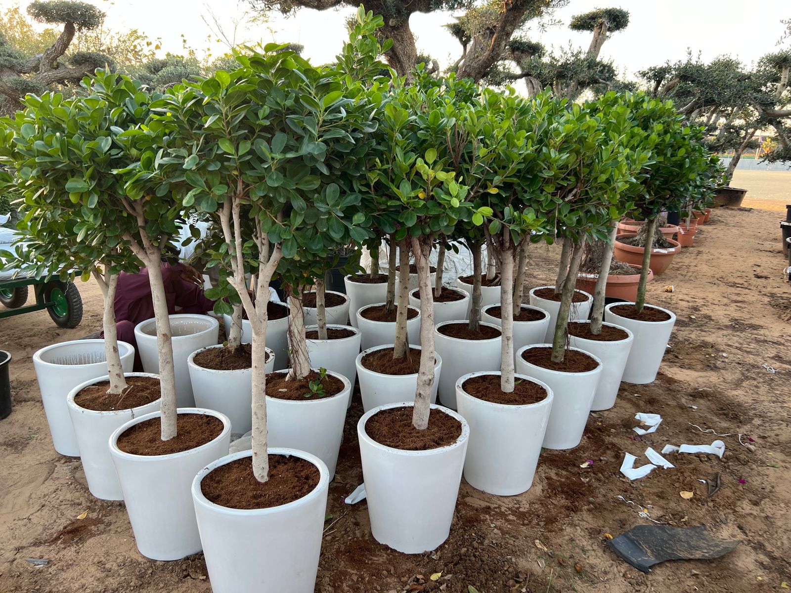 One head ficus plants with white ceramic pot