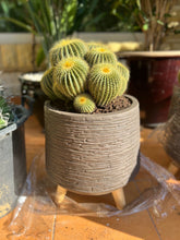 One head ficus plants with white ceramic pot