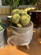 One head ficus plants with white ceramic pot