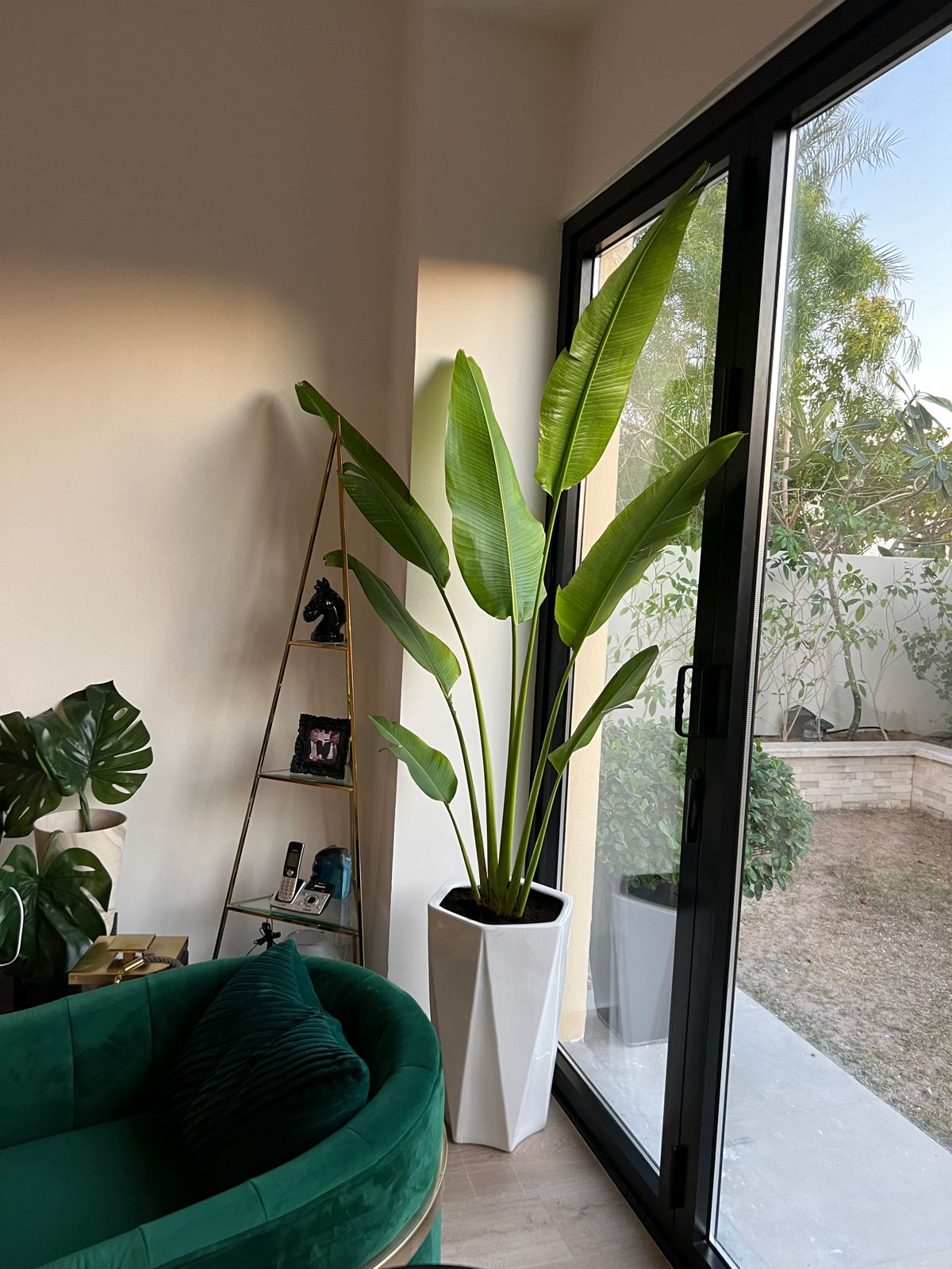 Ravenala Madagascariensis 'Traveller's Palm' with pot