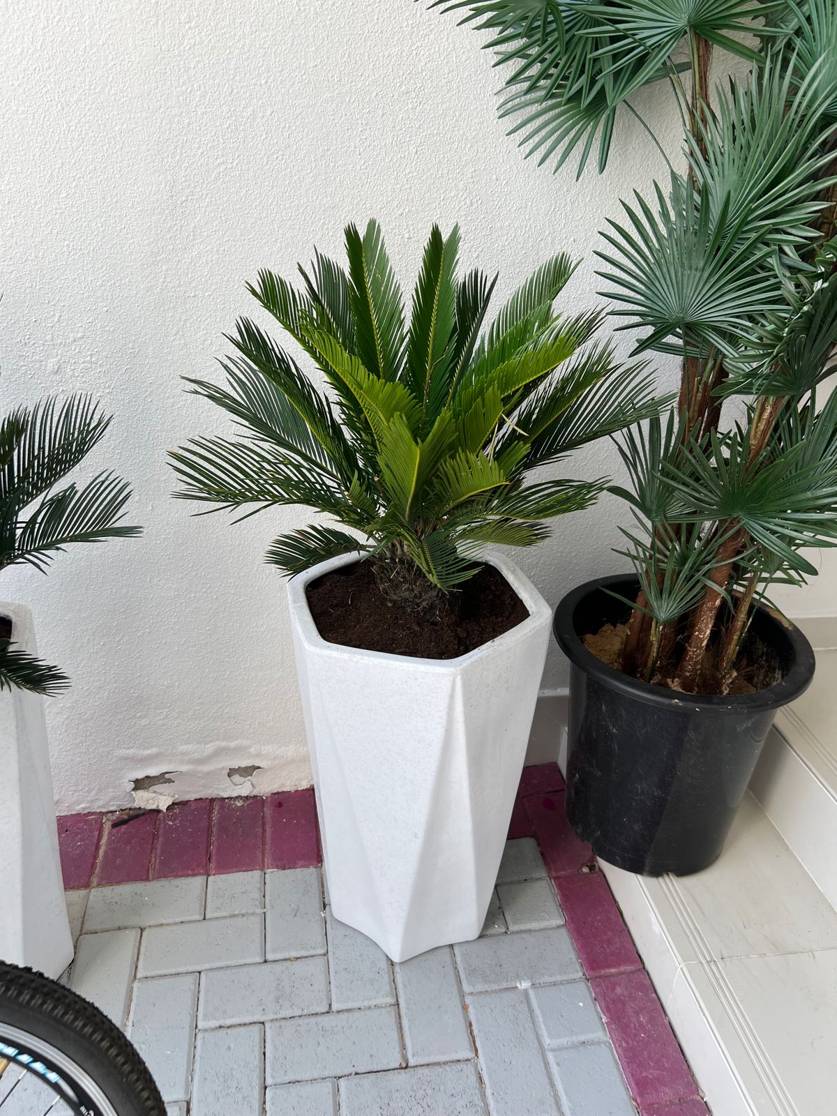 Cycus palm with white long pot